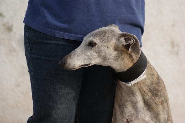 Galga SARA aus Murcia sucht ... 11033159zt