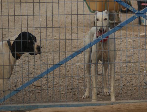 Galgo DAMASO aus Valencia sucht ... 11121916cv