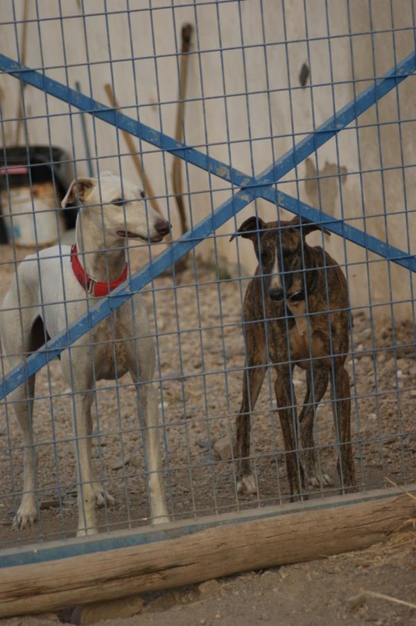 Galgo DAMASO aus Valencia sucht ... 11121918jy