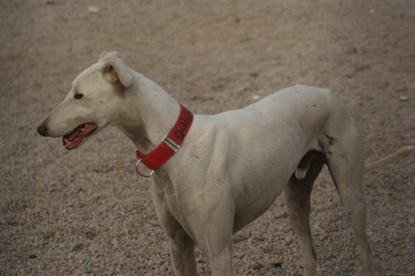 Galgo DAMASO aus Valencia sucht ... 11121922oh