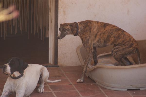 Galgo ROMEO aus Alhama de Murcia sucht ... 11141109oa