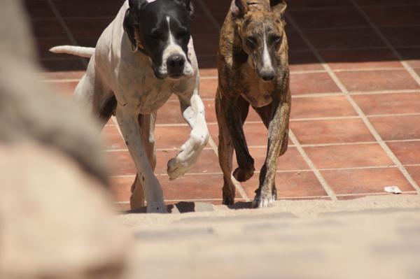 Galgo ROMEO aus Alhama de Murcia sucht ... 11141111tg