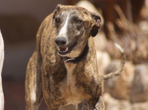 Galgo ROMEO aus Alhama de Murcia sucht ... 11141176cn