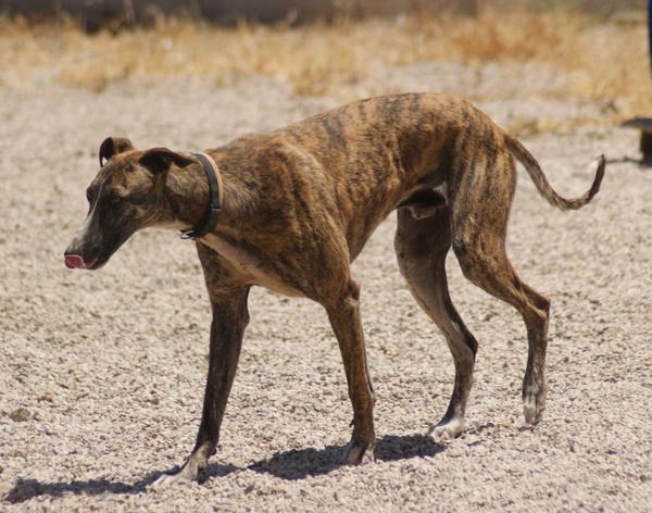 Galgo ROMEO aus Alhama de Murcia sucht ... 11141178ik