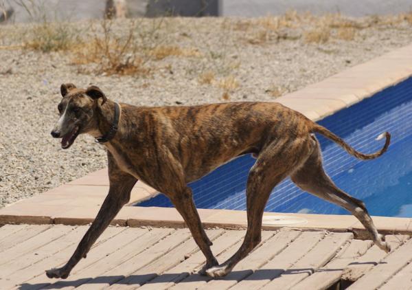 Galgo ROMEO aus Alhama de Murcia sucht ... 11141181tb