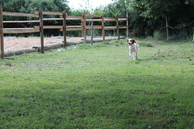 Bujé: Bretonischer Schmuseopi sucht Kuschelnest -vermittelt! 11149451ap