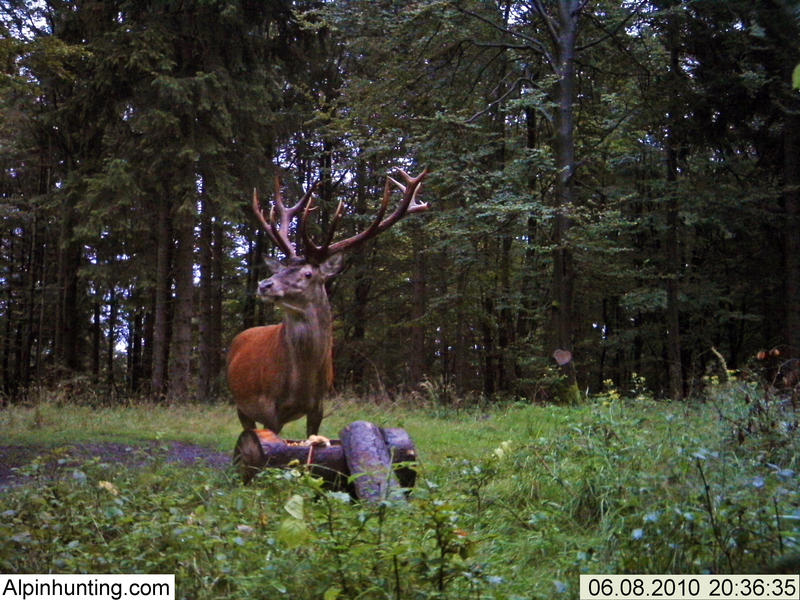 Fototrappola-cinghiale,capriolo,cervo 11183018vg