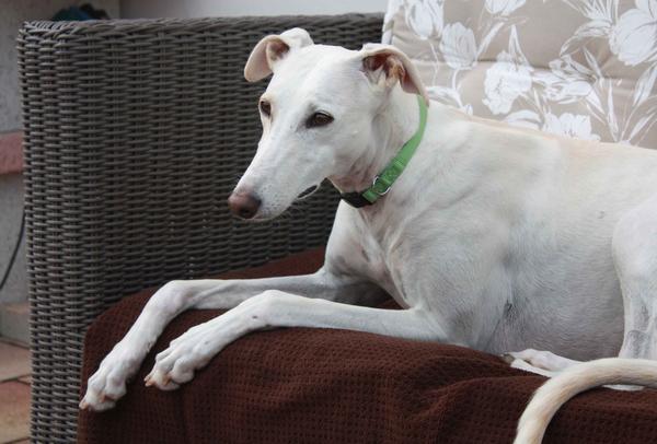 Galga Joyceta (jetzt JOY) aus San Anton sucht ... - Seite 5 11210621vi