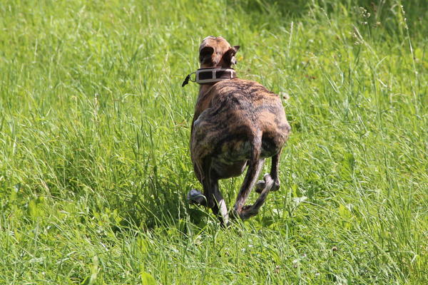 Galgo Gurtel (jetzt MANGO) aus San Anton sucht ... - Seite 8 11327632pn