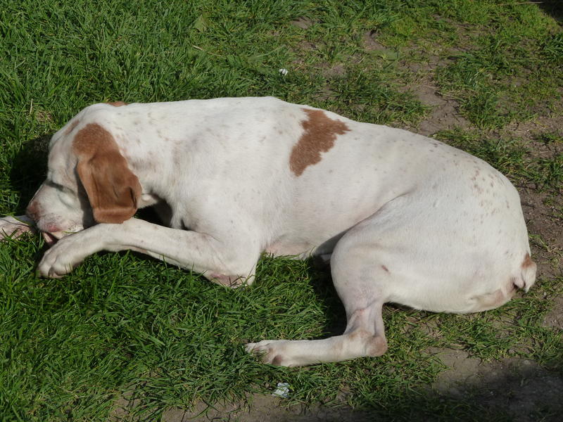 Sid, ein Pechvogel auf der Suche nach dem Glück 11327984eh