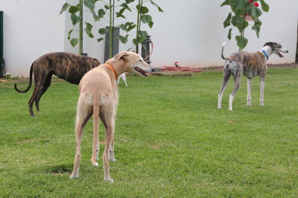 Galga POPPY aus Ramonete sucht ... - Seite 4 11339141ge