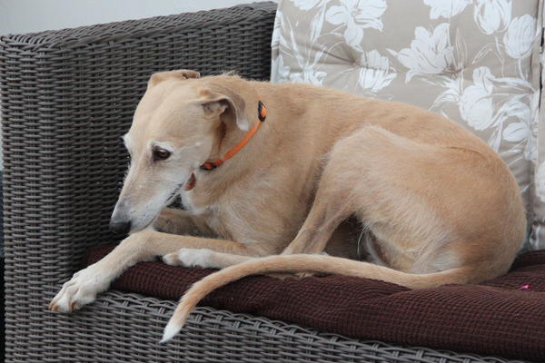 Galga POPPY aus Ramonete sucht ... - Seite 4 11339142fd