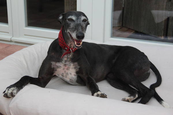 Galgo Hipi (jetzt LOUIS) aus San Anton sucht ... - Seite 3 11339740tr