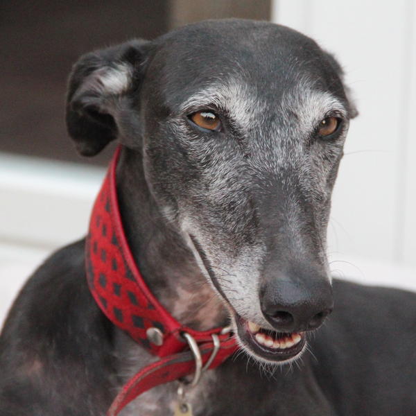 Galgo Hipi (jetzt LOUIS) aus San Anton sucht ... - Seite 3 11339741er