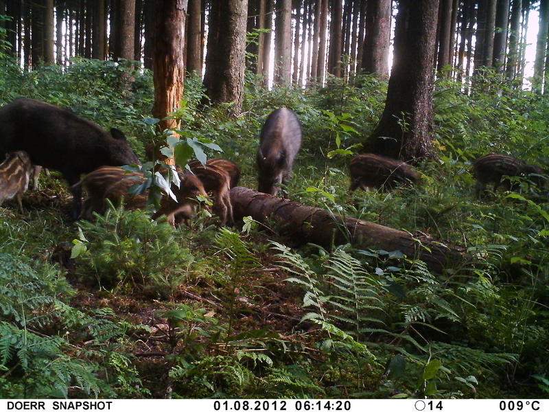 Fototrappola-cinghiale,capriolo,cervo 11397379lq