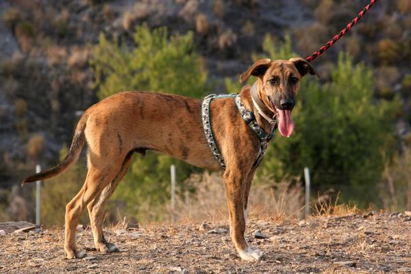 Galgo-Mischling DIEGO aus Ramonete sucht ... 11416354kg