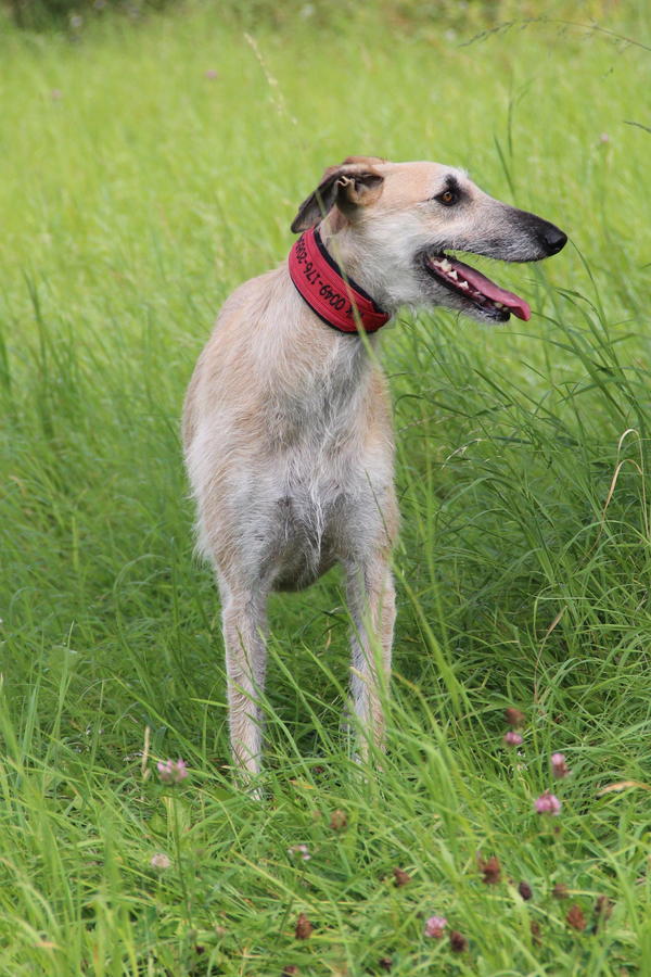 Rauhhaar-Galgo RIK aus Alicante sucht ... - Seite 4 11416573ij