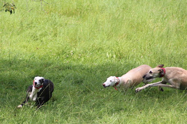 Rauhhaar-Galgo RIK aus Alicante sucht ... - Seite 4 11416575so