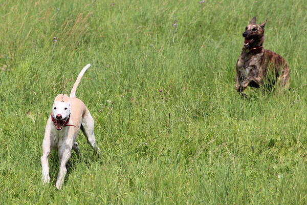 Rauhhaar-Galgo RIK aus Alicante sucht ... - Seite 4 11416577hd