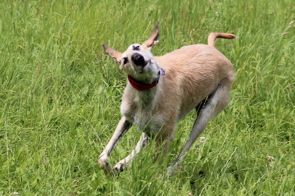 Rauhhaar-Galgo RIK aus Alicante sucht ... - Seite 4 11416579hp