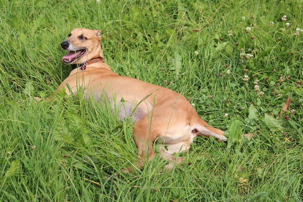 Rauhhaar-Galgo RIK aus Alicante sucht ... - Seite 4 11416584no