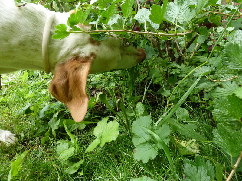 Sid, ein Pechvogel auf der Suche nach dem Glück 11443303su