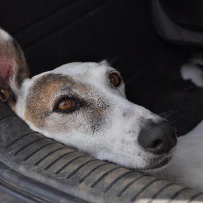 Galga CLARA aus Ramonete sucht ... - Seite 2 11518340vz