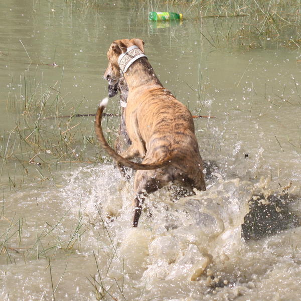 Galga Saba (jetzt GWENA) aus Murcia sucht ...  11524435uw