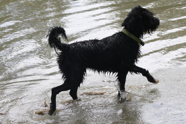 Mischlingshund DOBY aus Alcoy sucht ... 11524703fi