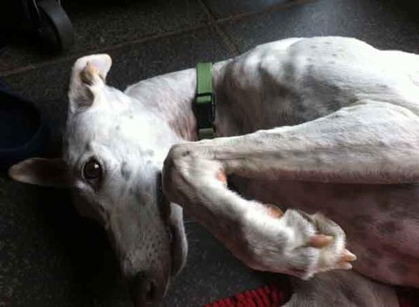 Galga Joyceta (jetzt JOY) aus San Anton sucht ... - Seite 5 11571728qo