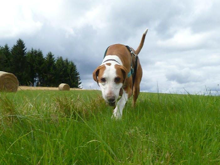 Traumhund Abby - Sofa gefunden! 11626407iq