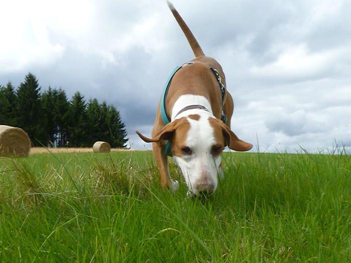 Traumhund Abby - Sofa gefunden! 11626408py