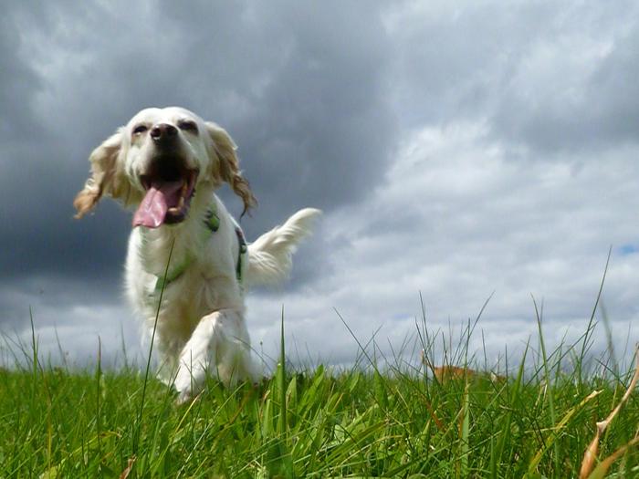 Traumhund Abby - Sofa gefunden! 11626412pq