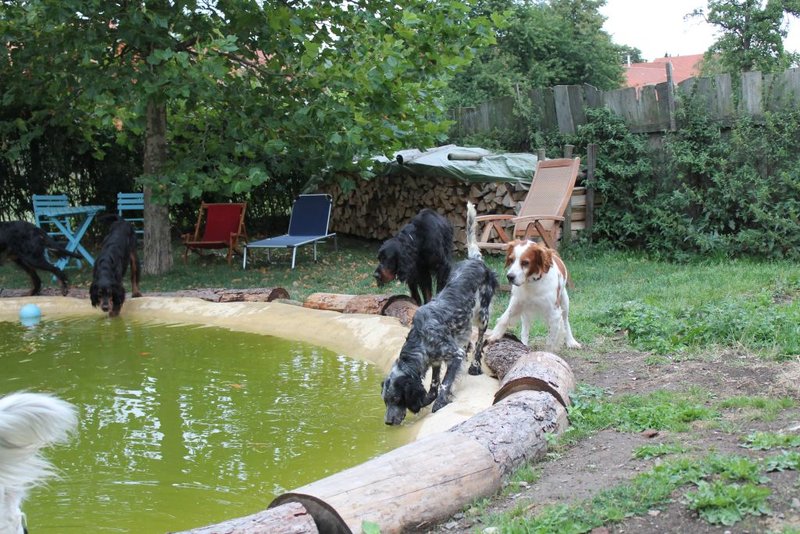 Daggy in Deutschland.......und nun auch im eigenen Zuhause 11649759il