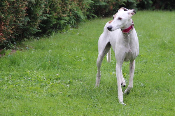 Galga CLARA aus Ramonete sucht ... - Seite 3 11658396vr