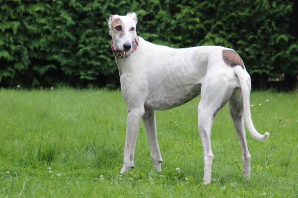 Galga CLARA aus Ramonete sucht ... - Seite 3 11658402bh