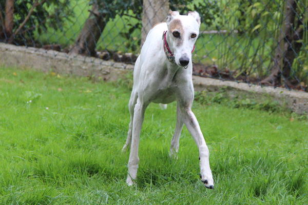 Galga CLARA aus Ramonete sucht ... - Seite 3 11658416ik