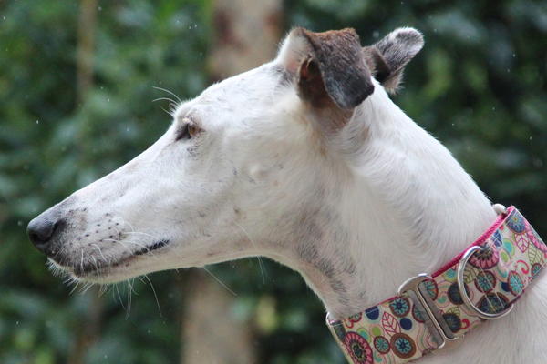 Galga CLARA aus Ramonete sucht ... - Seite 3 11658417qf