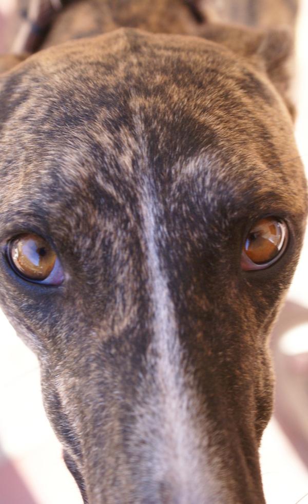 Galgo ROMEO aus Alhama de Murcia sucht ... - Seite 2 11677760hi