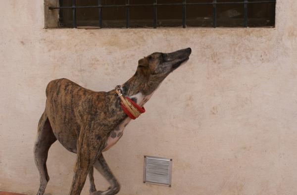 Galgo ROMEO aus Alhama de Murcia sucht ... - Seite 2 11677761kq