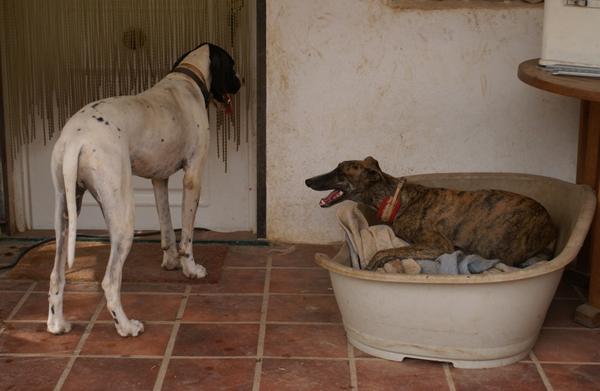 Galgo ROMEO aus Alhama de Murcia sucht ... - Seite 2 11677762tz