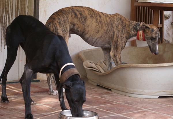 Galgo ROMEO aus Alhama de Murcia sucht ... - Seite 2 11677763eo