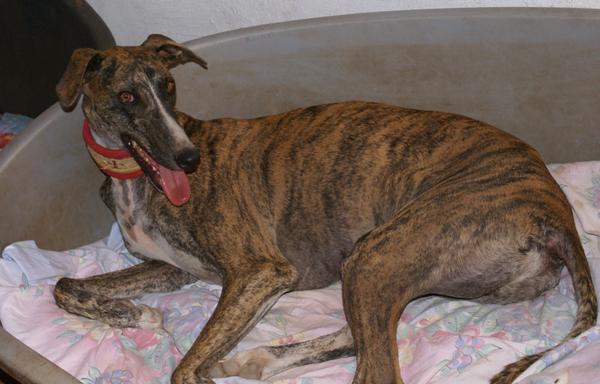 Galgo ROMEO aus Alhama de Murcia sucht ... - Seite 2 11677764ns