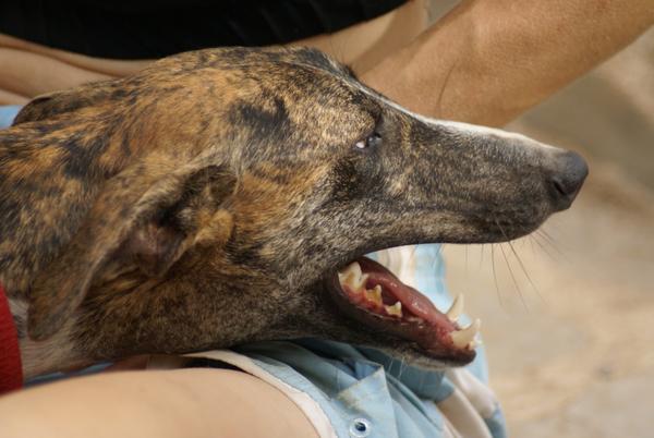 Galgo ROMEO aus Alhama de Murcia sucht ... - Seite 2 11677765cu