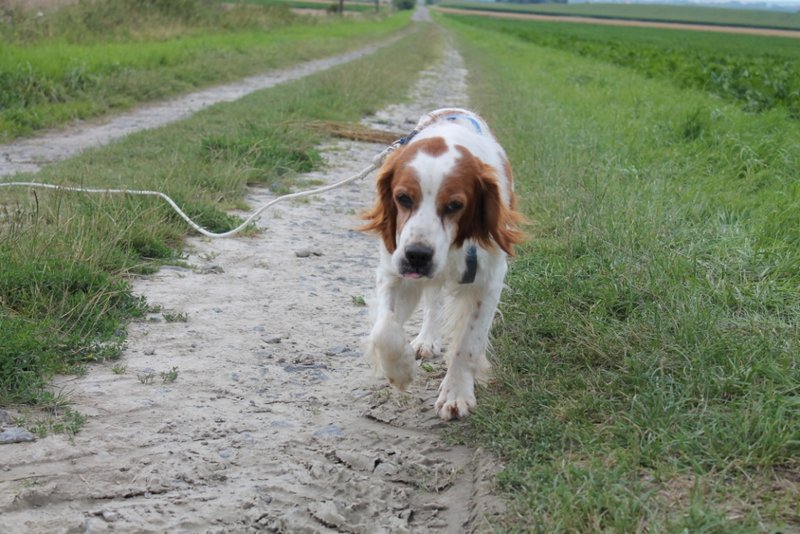 Bujé: Bretonischer Schmuseopi sucht Kuschelnest -vermittelt! 11679875ch