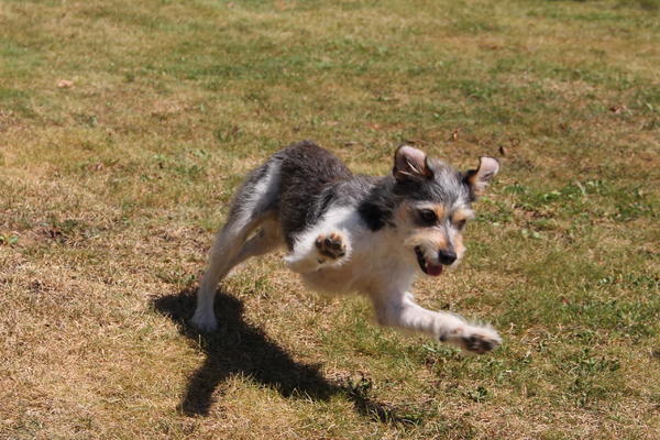 Mischlingshund PINCHO aus San Anton sucht ... 11769543nn