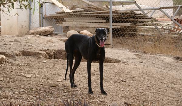 Galga PINA aus Alhama de Murcia sucht ... 11785529oo