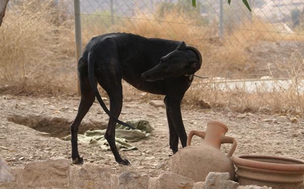 Galga PINA aus Alhama de Murcia sucht ... 11785532xu