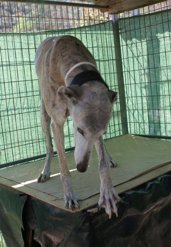 Galga SARA aus Murcia sucht ... 11798521az