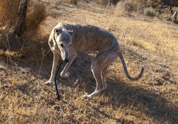 Galga SARA aus Murcia sucht ... 11798523il